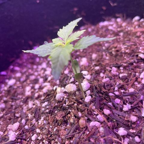 Prenseed growlog timeline photo