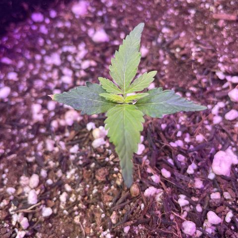 Prenseed growlog timeline photo