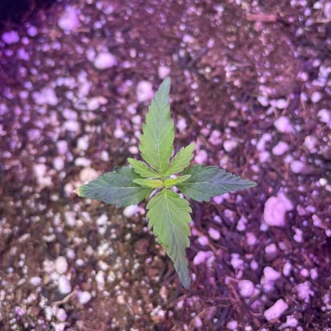 Prenseed growlog timeline photo