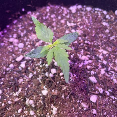 Prenseed growlog timeline photo