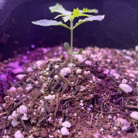 Prenseed growlog timeline photo