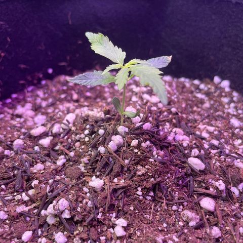 Prenseed growlog timeline photo