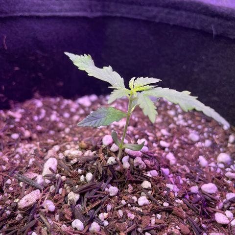 Prenseed growlog timeline photo