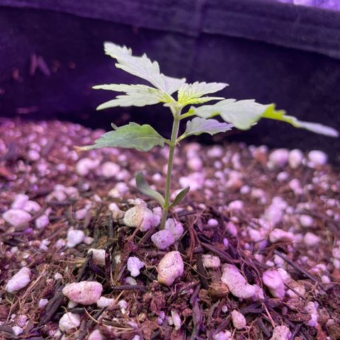 Prenseed growlog timeline photo