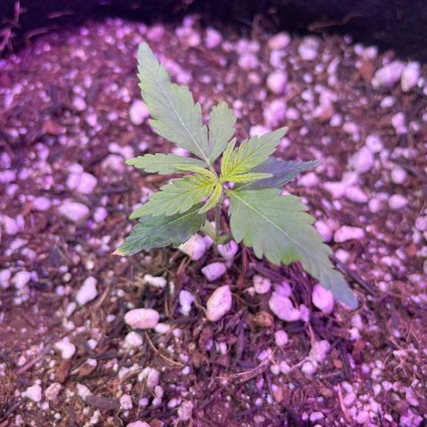 Prenseed growlog timeline photo
