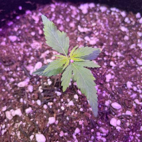 Prenseed growlog timeline photo