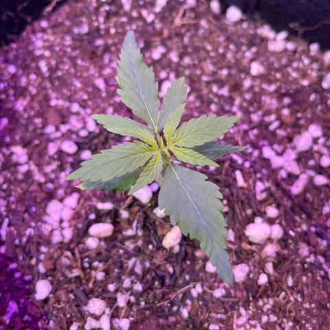 Prenseed growlog timeline photo