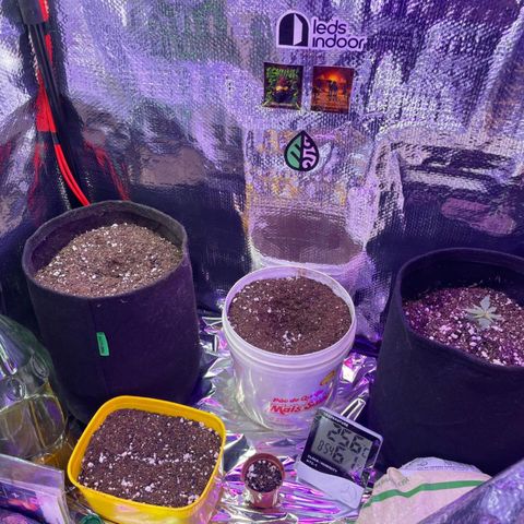 Prenseed growlog timeline photo