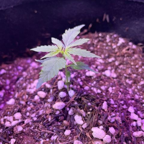 Prenseed growlog timeline photo