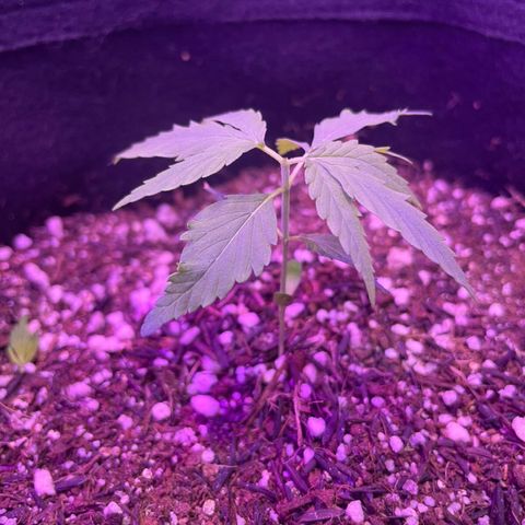Prenseed growlog photo: Primeira poda top 