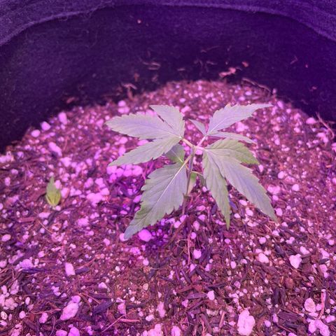 Prenseed growlog photo: Primeira poda top 