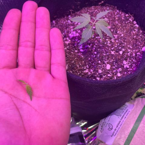 Prenseed growlog photo: Primeira poda top 