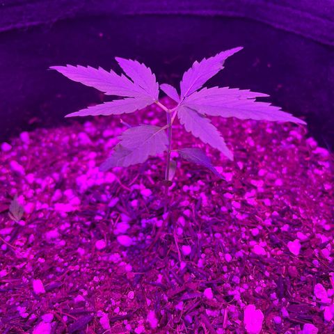 Prenseed growlog photo: Folhas pra cima depois de 3 horas 🙋🏽‍♂️