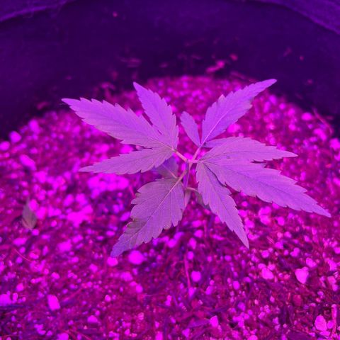 Prenseed growlog photo: Folhas pra cima depois de 3 horas 🙋🏽‍♂️