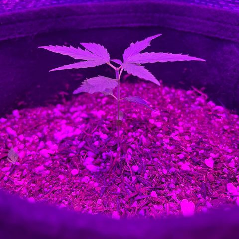 Prenseed growlog photo: Folhas pra cima depois de 3 horas 🙋🏽‍♂️