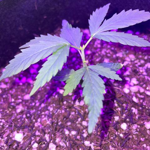 Prenseed growlog timeline photo