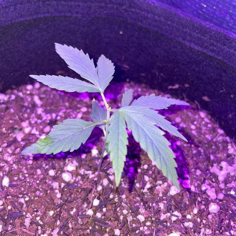Prenseed growlog timeline photo