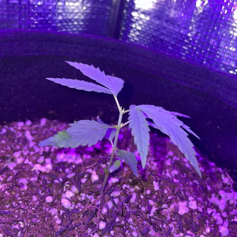 Prenseed growlog timeline photo