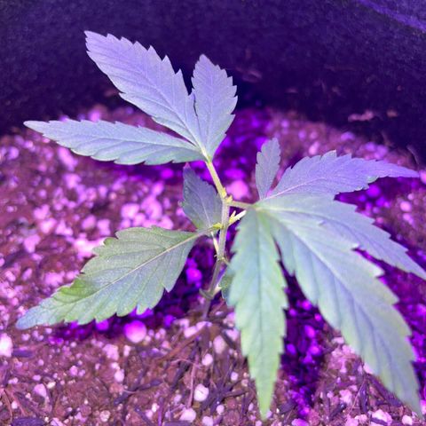 Prenseed growlog timeline photo