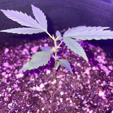 Prenseed growlog timeline photo