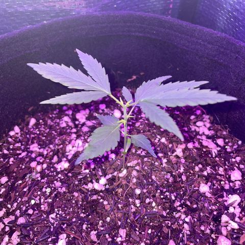 Prenseed growlog timeline photo