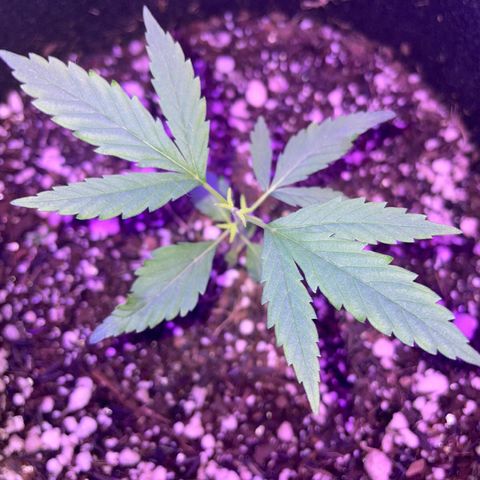 Prenseed growlog timeline photo