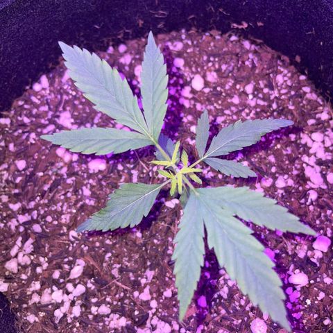 Prenseed growlog timeline photo