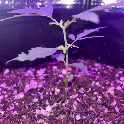 Prenseed growlog timeline photo