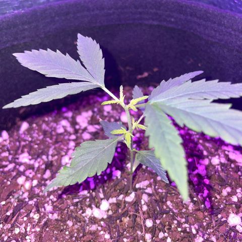 Prenseed growlog timeline photo