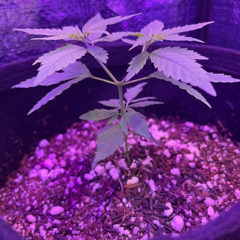 Prenseed growlog timeline photo