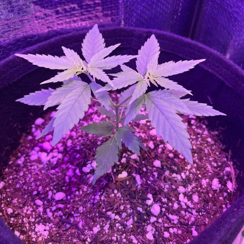 Prenseed growlog timeline photo