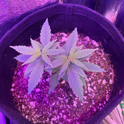 Prenseed growlog timeline photo