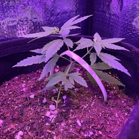 Prenseed growlog photo: Lst 