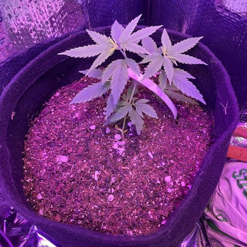 Prenseed growlog photo: Lst 