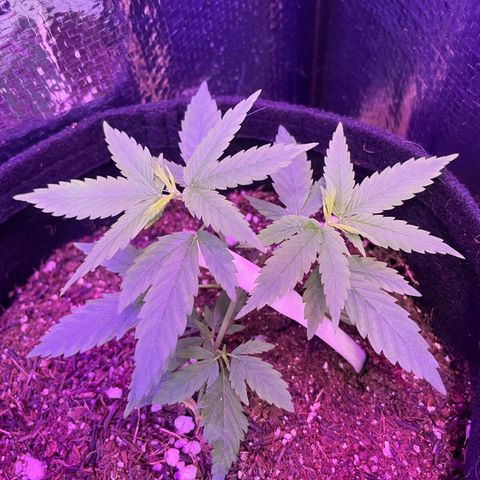 Prenseed growlog photo: Lst 