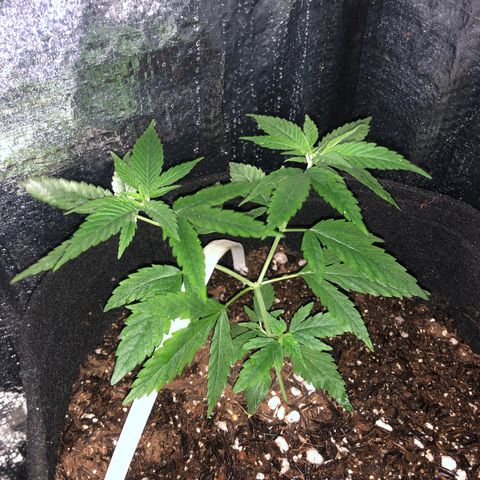 Prenseed growlog timeline photo