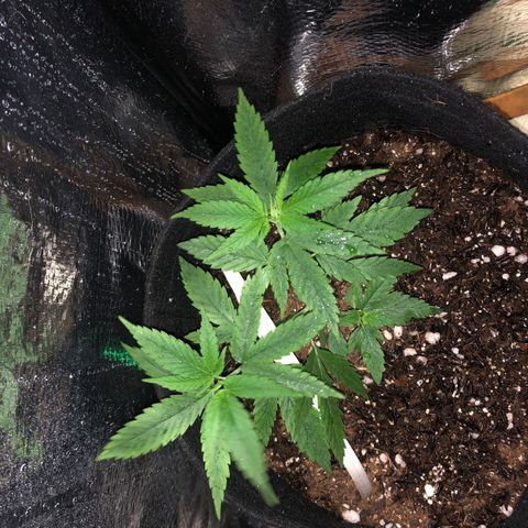 Prenseed growlog timeline photo