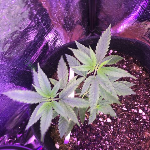 Prenseed growlog timeline photo