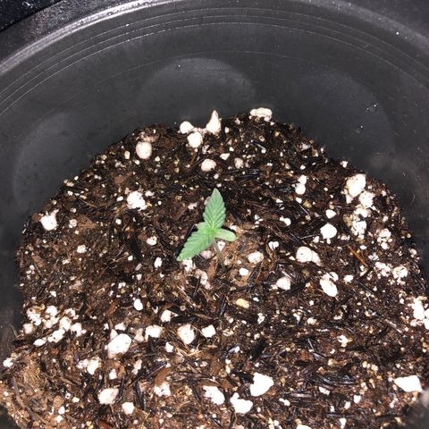 Purple Gelato  growlog timeline photo