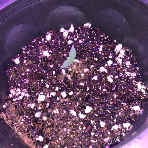 Purple Gelato  growlog timeline photo