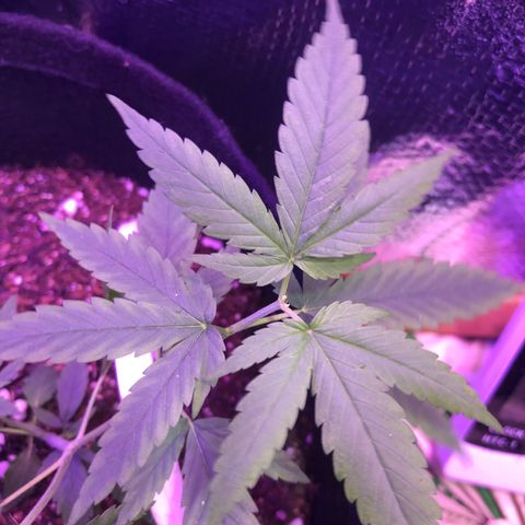 Prenseed growlog timeline photo