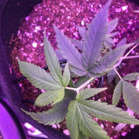 Prenseed growlog timeline photo