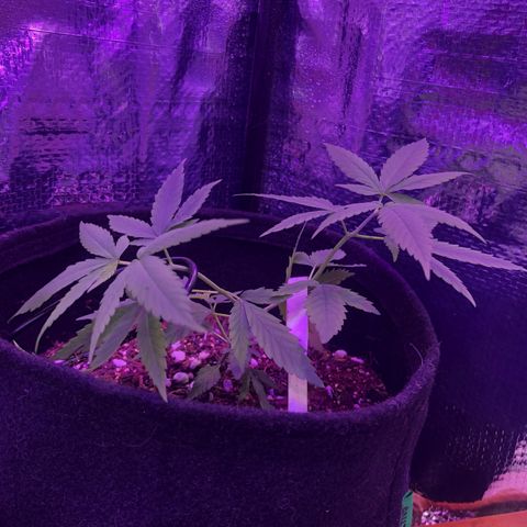 Prenseed growlog timeline photo