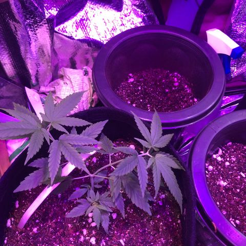 Prenseed growlog timeline photo