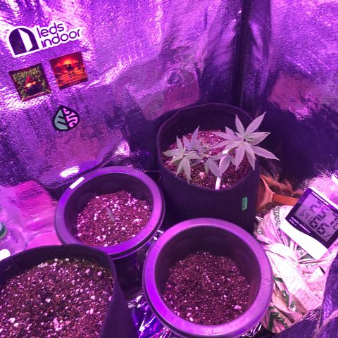 Prenseed growlog timeline photo