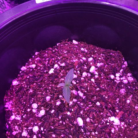 Purple Gelato  growlog timeline photo