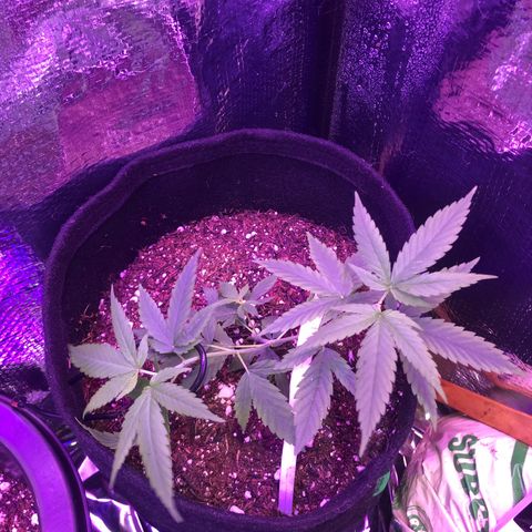 Prenseed growlog timeline photo