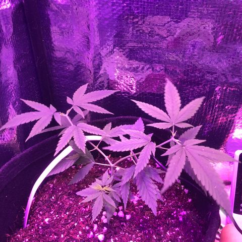 Prenseed growlog timeline photo