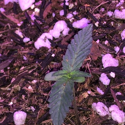 Purple Gelato  growlog timeline photo