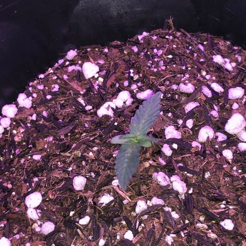 Purple Gelato  growlog timeline photo